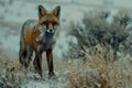 outdoor nature portrait of a red fox in a winter landscape