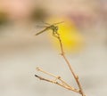 Outdoor nature portrait of a single  dragonfly sitting on a branch with wings spread Royalty Free Stock Photo