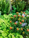 Outdoor nature view of colorful flowers, grass, and trees in a park. Closeup of green plants growing in a garden Royalty Free Stock Photo