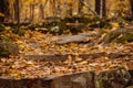 Outdoor path lined with lush yellow autumnal trees and fallen leaves