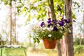 Outdoor patio courtyard with plant decoration in flower pot Royalty Free Stock Photo