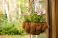 Outdoor patio courtyard with plant decoration in flower pot Royalty Free Stock Photo