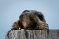 Photo of an eastern mole showing its large paws