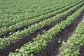 Outdoor photo of soy bean plants in a field,soybean field with rows of soya bean plants, selective focus Royalty Free Stock Photo