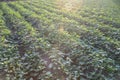 Outdoor photo of sweet potato plants in a field.sweet potato field with rows of plants.selective focus.sunset moment.flare effect Royalty Free Stock Photo