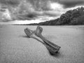 Black and white photography of coconut petiole washed up on the seashore.