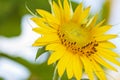 Outdoor photography of sunflower in the Republic of Mauritius,Africa Royalty Free Stock Photo