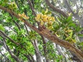 Mango orchard in Odisha, India