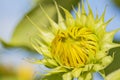 Outdoor photography of sunflower in the Republic of Mauritius,Africa Royalty Free Stock Photo