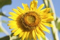 Outdoor photography of sunflower in the Republic of Mauritius,Africa Royalty Free Stock Photo