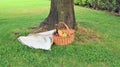 Wicker picnic basket with white and black grapes and wine on green grass outside in summer park, no people Royalty Free Stock Photo
