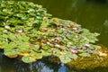 Outdoor pond covered with green lily pads Royalty Free Stock Photo