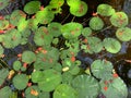 outdoor pool with natural water lily fountain. colorful scenic spot on water in nature pond