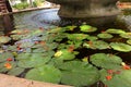 outdoor pool with natural water lily fountain. colorful scenic spot on water in nature pond