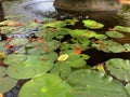 outdoor pool with natural water lily fountain. colorful scenic spot on water in nature pond