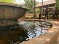 outdoor pool with natural water lily fountain. colorful scenic spot on water in nature pond