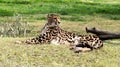 Outdoor portrait of African Cheetah wild cat resting on grass Royalty Free Stock Photo