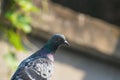 Outdoor portrait of a black pigeon looking in different sides