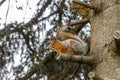 Outdoor portrait of cute curious red gray squirrel sitting on tree branch in forest background. Little fluffy wild Royalty Free Stock Photo