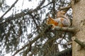 Outdoor portrait of cute curious red gray squirrel sitting on tree branch in forest background. Little fluffy wild Royalty Free Stock Photo