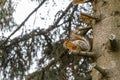 Outdoor portrait of cute curious red gray squirrel sitting on tree branch in forest background. Little fluffy wild Royalty Free Stock Photo