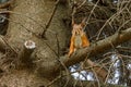 Outdoor portrait of cute curious red squirrel sitting on tree branch in forest background. Little fluffy wild animal fox Royalty Free Stock Photo