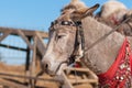 Outdoor portrait of cute dozing donkey waiting for tourists in Crimea