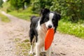 Outdoor portrait of cute funny puppy dog border collie catching frisbee in air. Dog playing with flying disk. Sports activity with Royalty Free Stock Photo