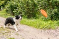 Outdoor portrait of cute funny puppy dog border collie catching frisbee in air. Dog playing with flying disk. Sports activity with Royalty Free Stock Photo