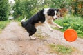 Outdoor portrait of cute funny puppy dog border collie catching toy in air. Dog playing with flying disk. Sports activity with dog Royalty Free Stock Photo