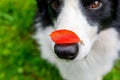 Outdoor portrait of cute funny puppy dog border collie with red fall leaf on nose sitting in autumn park. Dog sniffing autumn