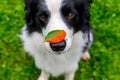 Outdoor portrait of cute funny puppy dog border collie with red fall leaf on nose sitting in autumn park. Dog sniffing Royalty Free Stock Photo