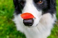 Outdoor portrait of cute funny puppy dog border collie with red fall leaf on nose sitting in autumn park. Dog sniffing autumn Royalty Free Stock Photo