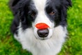 Outdoor portrait of cute funny puppy dog border collie with red fall leaf on nose sitting in autumn park. Dog sniffing Royalty Free Stock Photo