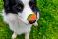 Outdoor portrait of cute funny puppy dog border collie with red fall leaf on nose sitting in autumn park. Dog sniffing autumn Royalty Free Stock Photo