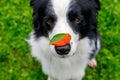 Outdoor portrait of cute funny puppy dog border collie with red fall leaf on nose sitting in autumn park. Dog sniffing autumn Royalty Free Stock Photo