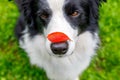 Outdoor portrait of cute funny puppy dog border collie with red fall leaf on nose sitting in autumn park. Dog sniffing Royalty Free Stock Photo