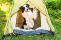Outdoor portrait of cute funny puppy dog border collie sitting inside in camping tent. Pet travel adventure with dog companion. Royalty Free Stock Photo