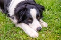 Outdoor portrait of cute smiling puppy border collie lying down on grass park background. Little dog with funny face in sunny Royalty Free Stock Photo