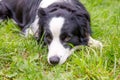 Outdoor portrait of cute smiling puppy border collie lying down on grass park background. Little dog with funny face in sunny Royalty Free Stock Photo