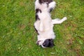 Outdoor portrait of cute smiling puppy border collie lying down on grass park background. Little dog with funny face in sunny Royalty Free Stock Photo