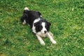 Outdoor portrait of cute smiling puppy border collie lying down on grass park background. Little dog with funny face in sunny Royalty Free Stock Photo