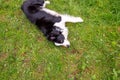 Outdoor portrait of cute smiling puppy border collie lying down on grass park background. Little dog with funny face in sunny Royalty Free Stock Photo