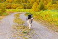 Outdoor portrait of cute smiling puppy border collie running in autumn park outdoor. Little dog with funny face on walking in Royalty Free Stock Photo