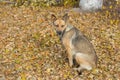 Outdoor portrait of cute stray female dog Royalty Free Stock Photo