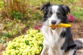 Outdoor portrait dog border collie holding garden rake in mouth on garden background. Funny puppy dog as gardener