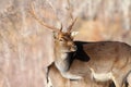 Outdoor portrait of fallow deer buck Royalty Free Stock Photo