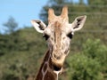Outdoor Portrait of Giraffe drooling and chewing Royalty Free Stock Photo