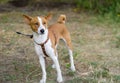 Portrait of gorgeous basenji dog being on a leash and looking forward