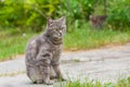 Outdoor portrait of guarded tabby cat Royalty Free Stock Photo